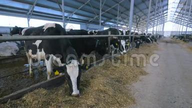 一群牛在现代农场建筑里咀嚼干草。